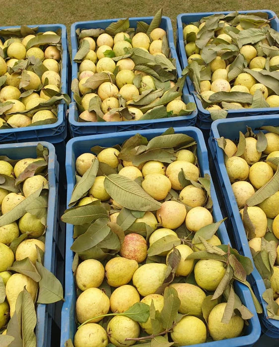 Guava Amrood امرود