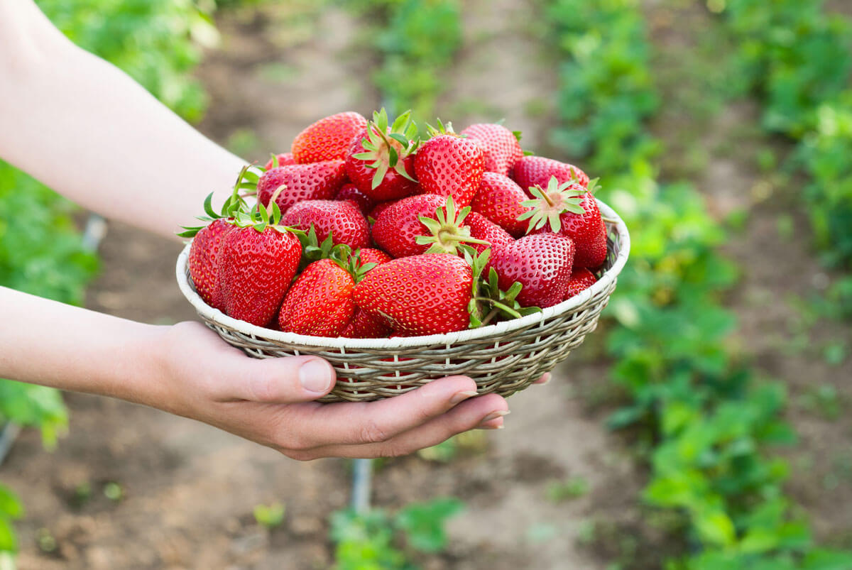 Strawberry اسٹرابیری