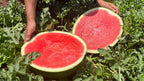 Water Melon تربوز