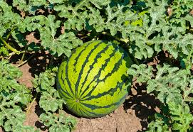 Water Melon تربوز