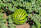 Water Melon تربوز