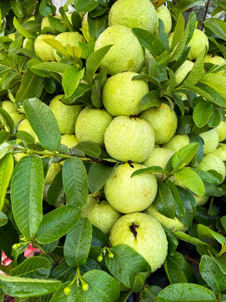 Guava Amrood امرود
