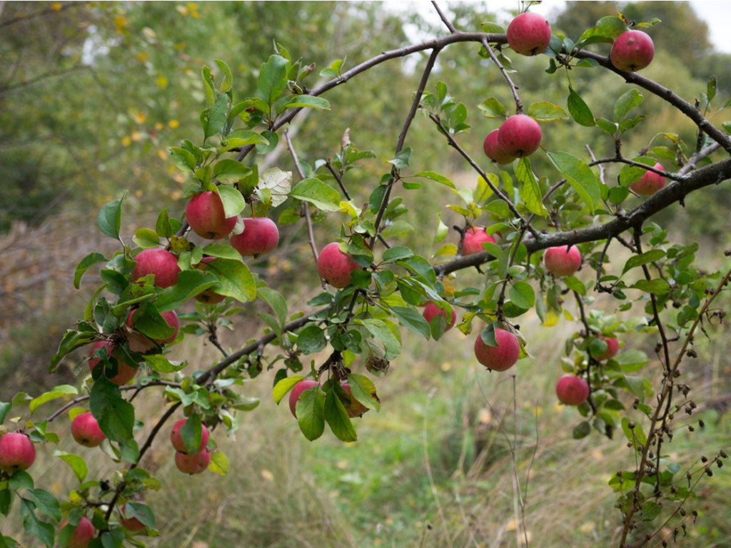 Apples سیب