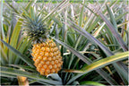 Pineapple انناس