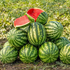 Water Melon تربوز