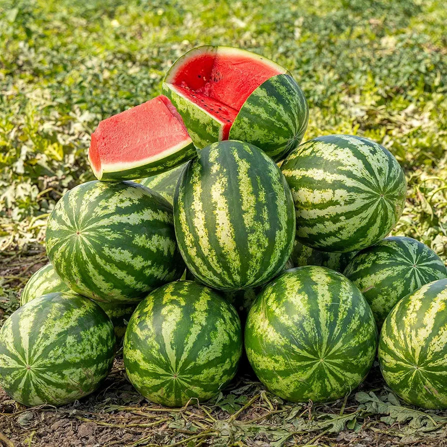 Water Melon تربوز